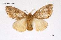 藏品(黃斑黃毒蛾)的圖片